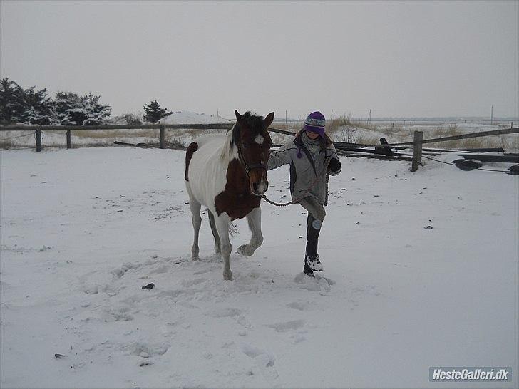 Pinto Starlight Tidl. Lånepony billede 18