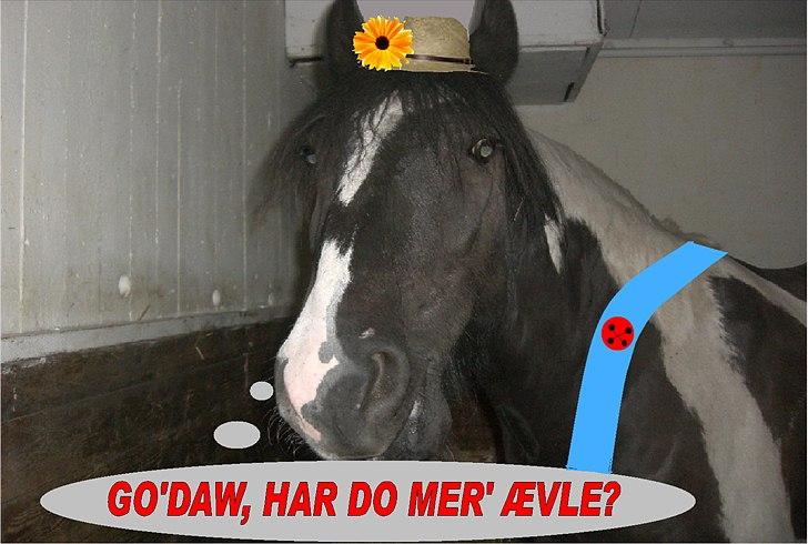 Tinker Charmer - lige redet uden sadel på ham for første gang billede 1
