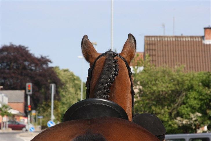 Dansk Varmblod Bounty Af Granlygård - Foto: Louise M billede 12