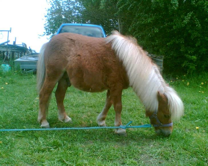 Shetlænder Felix billede 7