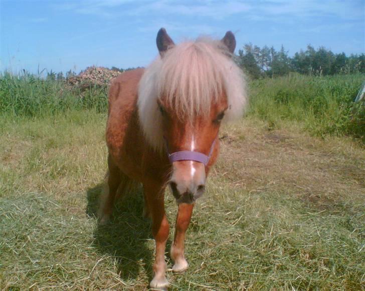 Shetlænder Felix billede 8