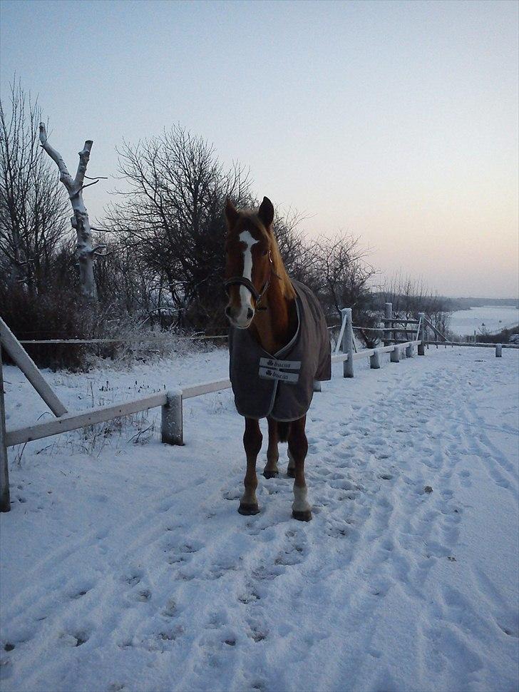Frederiksborg Skywalker billede 3