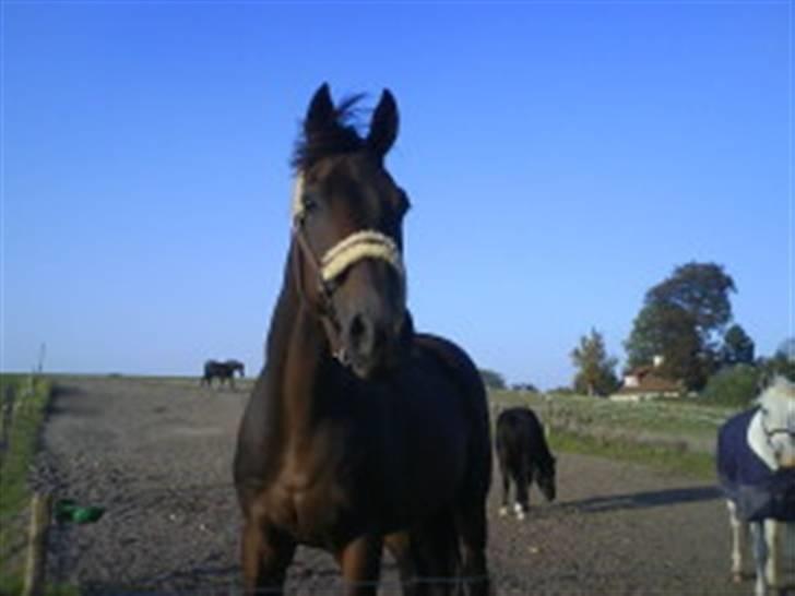 Fuldblod (XX) Mufasa *R.I.P* billede 7