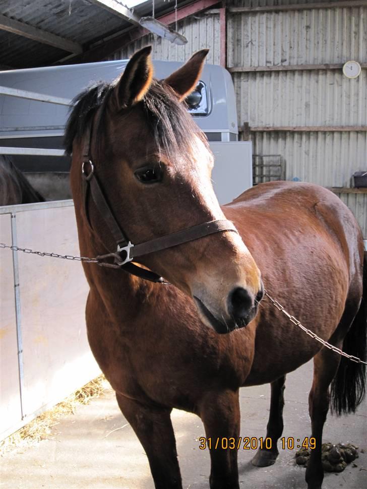 DSP Burton´s Dream *Solgt* - Savner dig stadig :( Du dejlig  billede 16