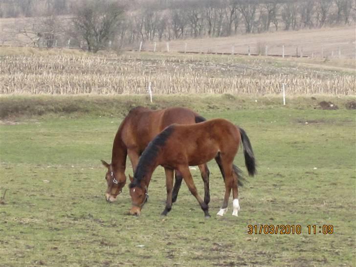 DSP Burton´s Dream *Solgt* billede 19