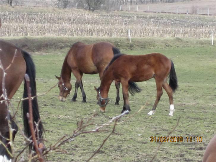 DSP Burton´s Dream *Solgt* billede 20