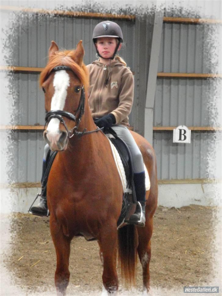 Hollandsk Sportspony Scarlett Angel. - Det billed der betyder mest for mig.  billede 3