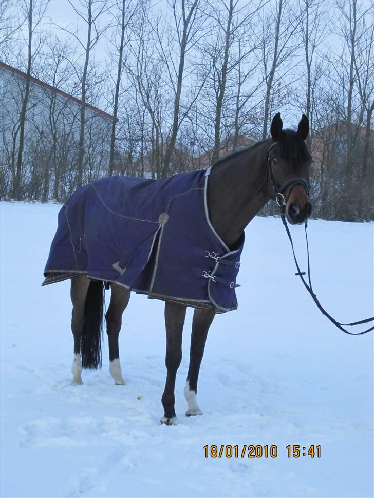 Dansk Varmblod Comengo Mosely *SOLGT* billede 6