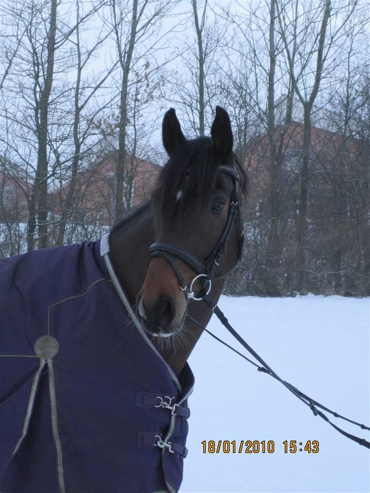 Dansk Varmblod Comengo Mosely *SOLGT* billede 7