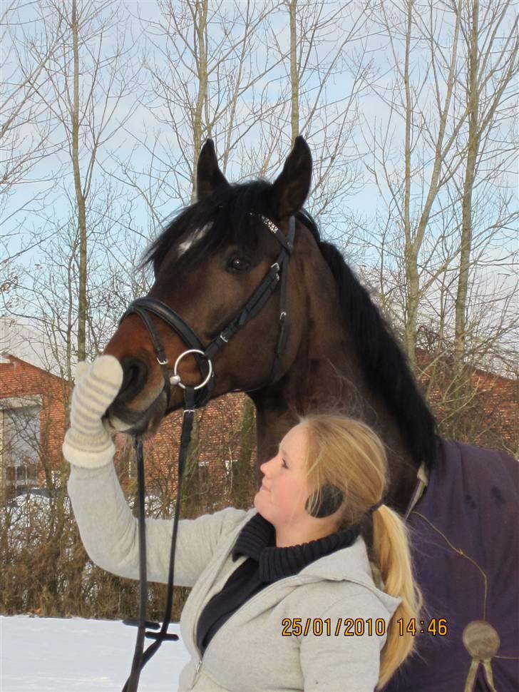Dansk Varmblod Comengo Mosely *SOLGT* - Kommer til at savne dig Mengo :s billede 8
