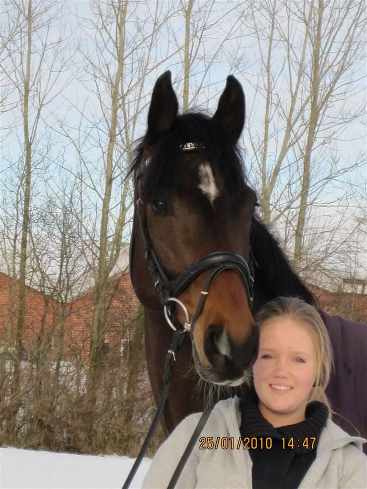 Dansk Varmblod Comengo Mosely *SOLGT* billede 9