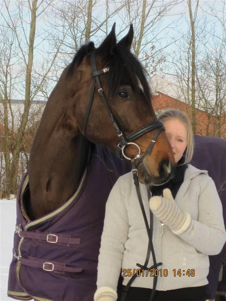 Dansk Varmblod Comengo Mosely *SOLGT* billede 10