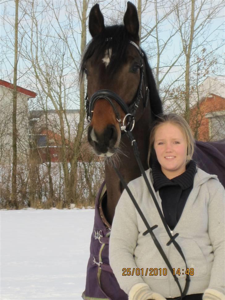 Dansk Varmblod Comengo Mosely *SOLGT* billede 11