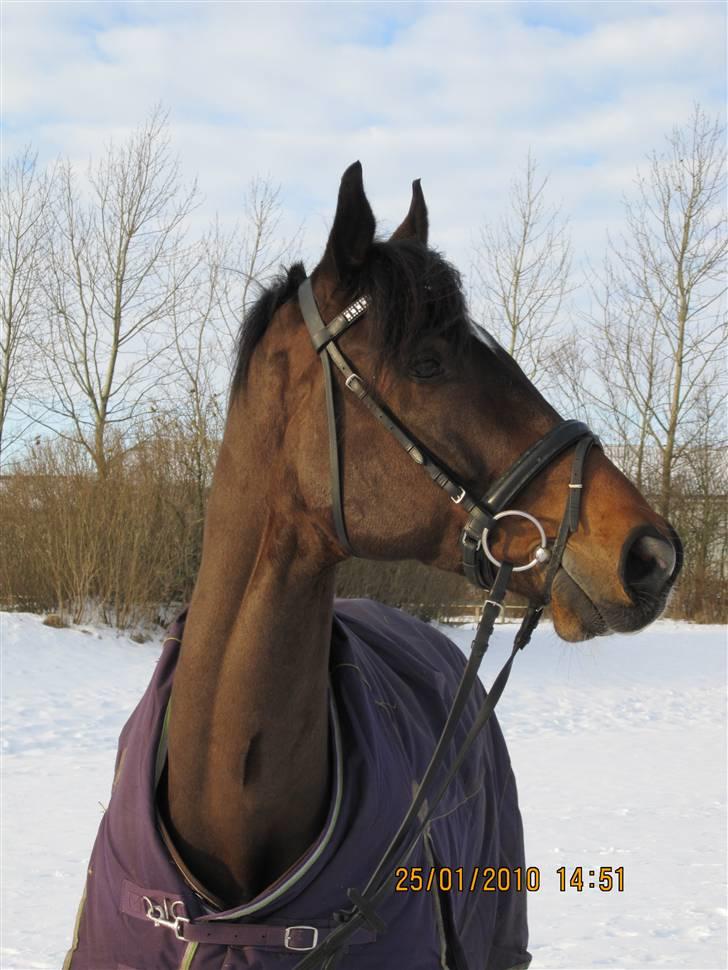 Dansk Varmblod Comengo Mosely *SOLGT* billede 12