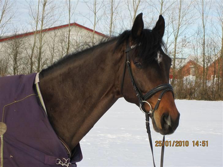 Dansk Varmblod Comengo Mosely *SOLGT* billede 13