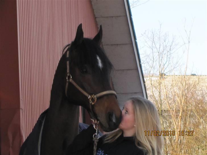 Dansk Varmblod Comengo Mosely *SOLGT* billede 15