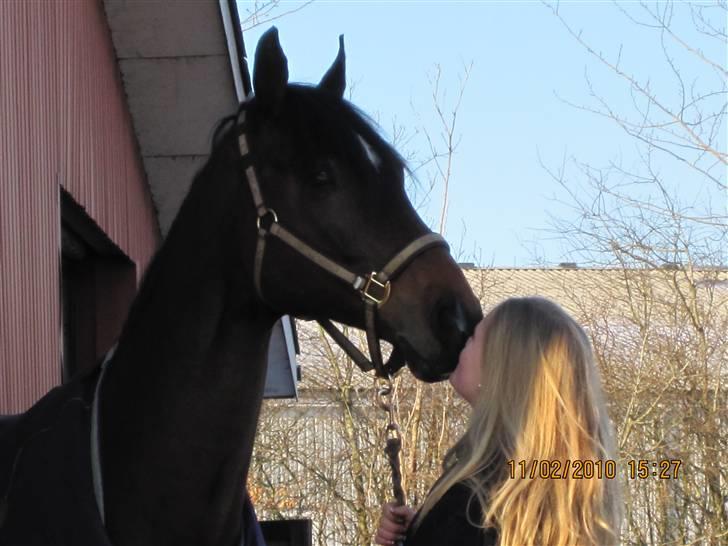 Dansk Varmblod Comengo Mosely *SOLGT* billede 16