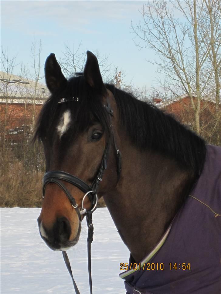 Dansk Varmblod Comengo Mosely *SOLGT* - Savner dig min smukke drengerøv :´) billede 17