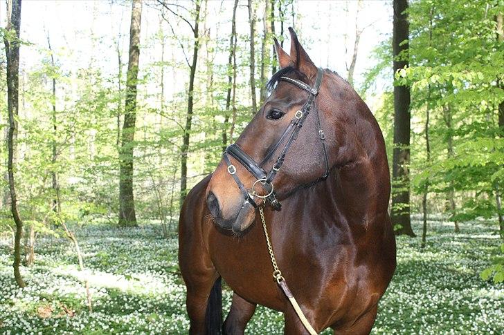 Oldenborg fredrik billede 2