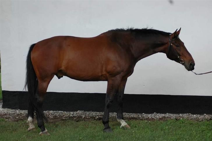 Oldenborg fredrik - smukka hest taget af sanne billede 4