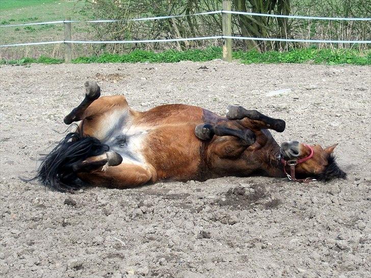 New Forest | Lundemarksgårds Saga - "Arrrrghhh, en dejlig rulletur" - Påsken 2011 - Foto: Mig billede 7