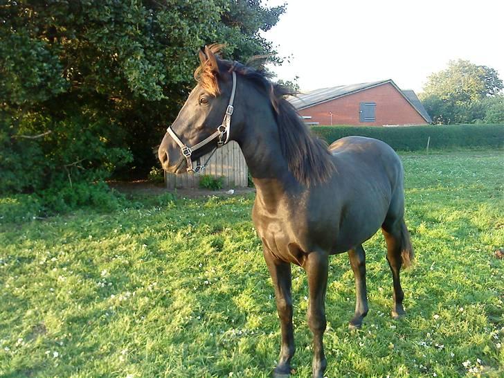 Oldenborg Leika billede 10