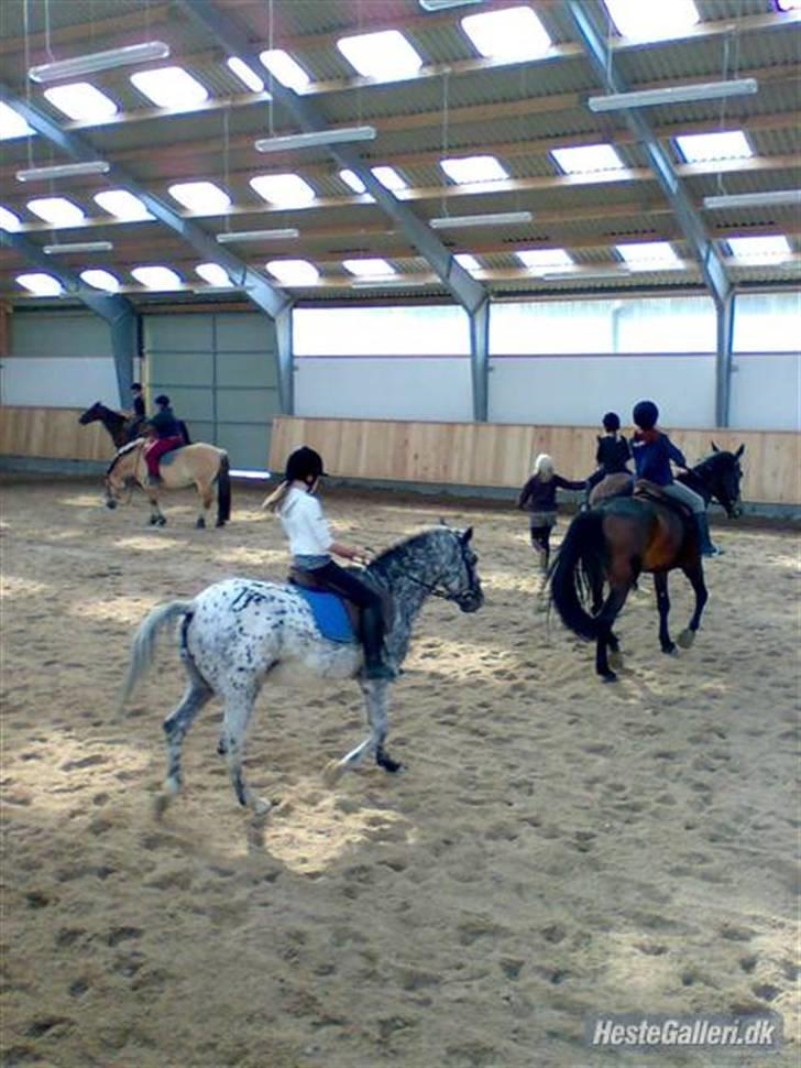 Appaloosa Benno  Solgt :'(  <3 billede 11