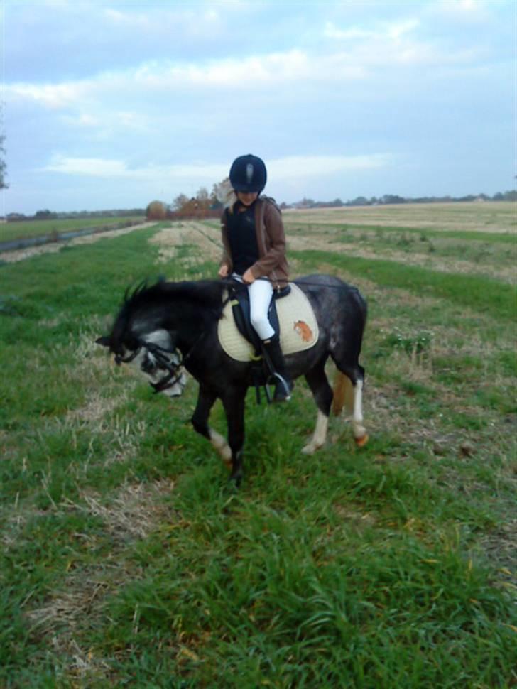 Welsh Pony (sec B) aluna billede 2