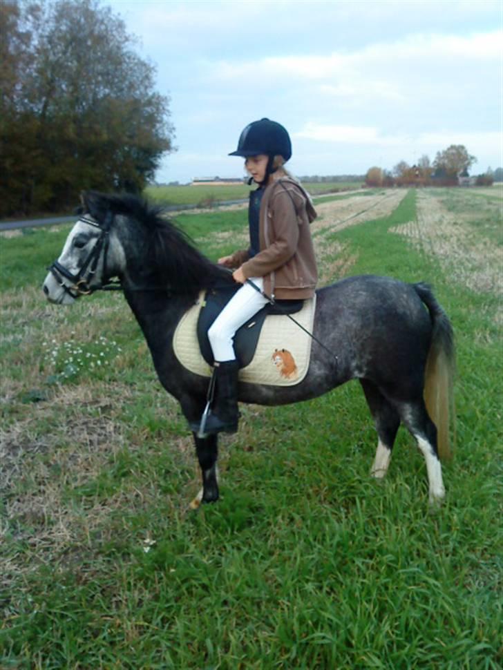 Welsh Pony (sec B) aluna billede 4