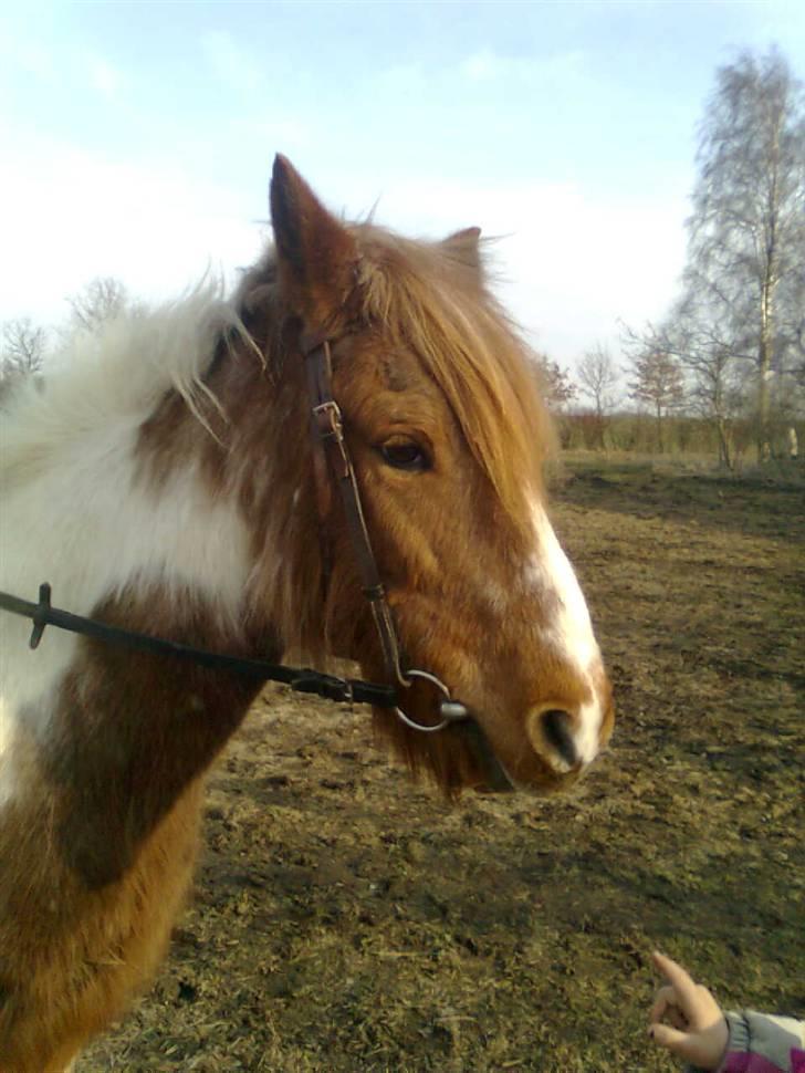 Anden særlig race Moonlight - Moonlight billede 1