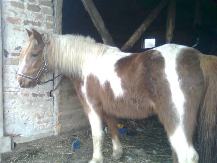 Anden særlig race Moonlight - Se lige mig! billede 2