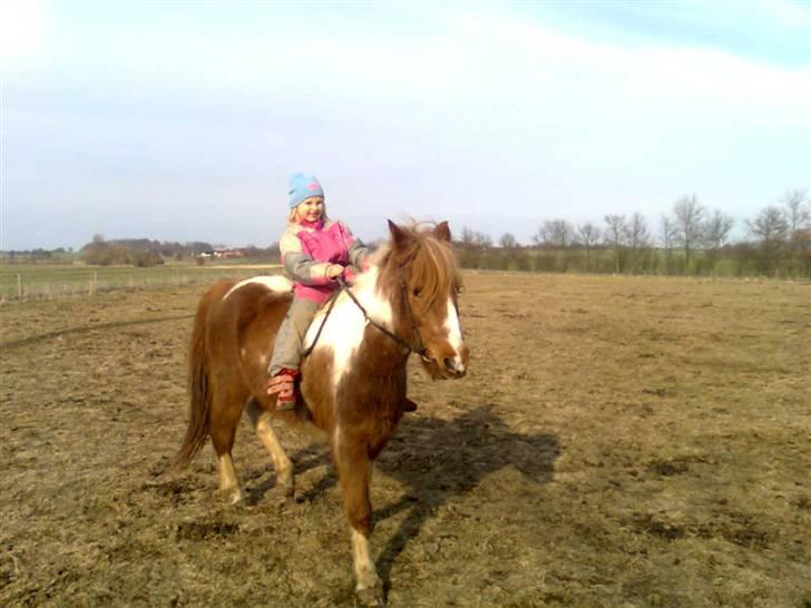 Anden særlig race Moonlight - Min datter på hendes hest! billede 5