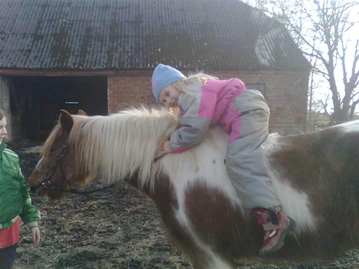 Anden særlig race Moonlight - Og de skal vist lige finde ud af hvem der bestemmer. :-) billede 6