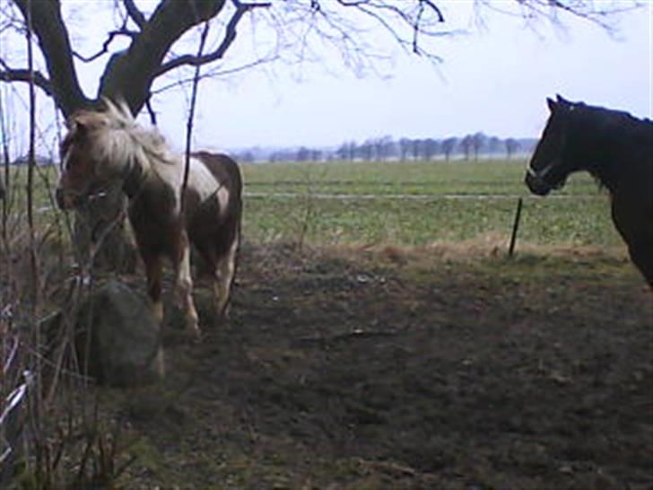 Anden særlig race Moonlight - Første møde med Cabaret. billede 8
