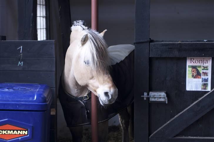 Fjordhest Athos - Arthur står og kigger ud fra hans boks, til dressurkursus på Hellevad Mølle. (: billede 18