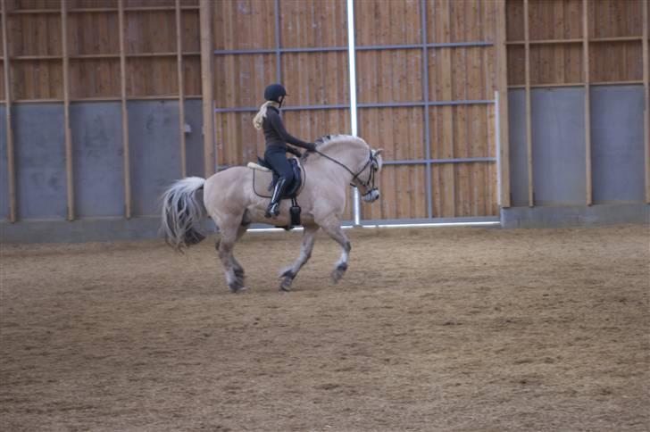 Fjordhest Athos billede 19