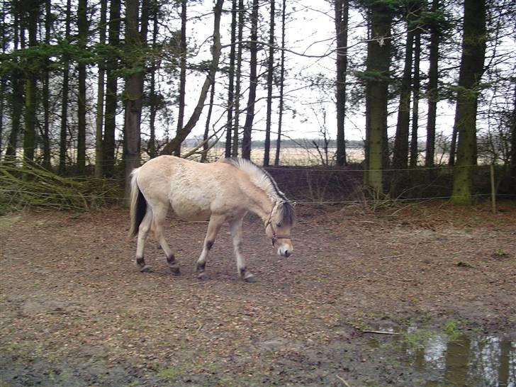 Fjordhest Søndergaard's Thor - 1 april på den nederste vinterfold billede 12
