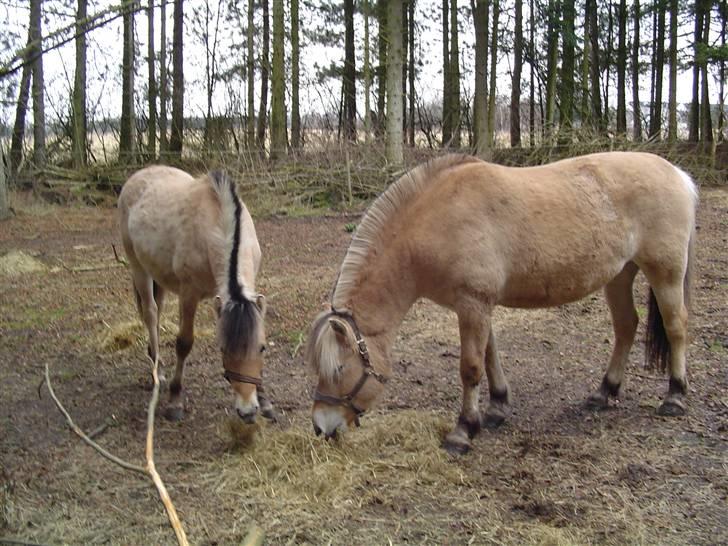 Fjordhest Søndergaard's Thor - Thor og Gabby billede 13