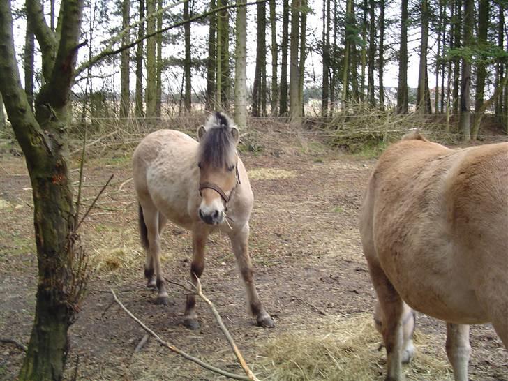 Fjordhest Søndergaard's Thor - Hvad laver du nu? billede 14