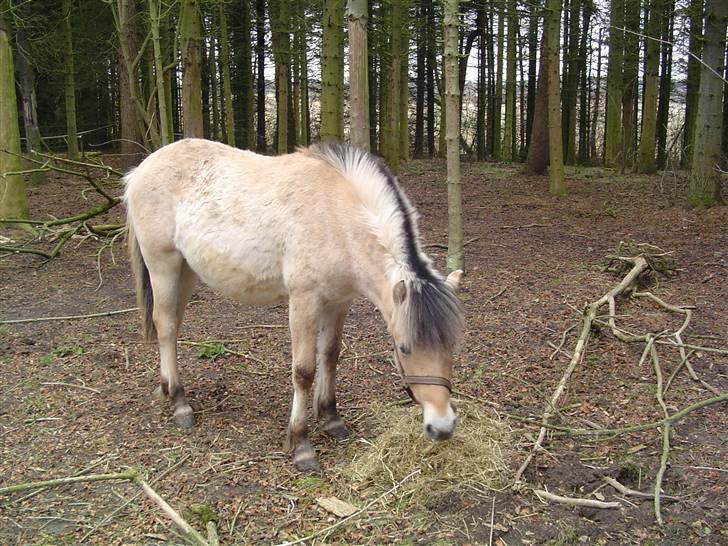 Fjordhest Søndergaard's Thor - Thor og en klat hø billede 15