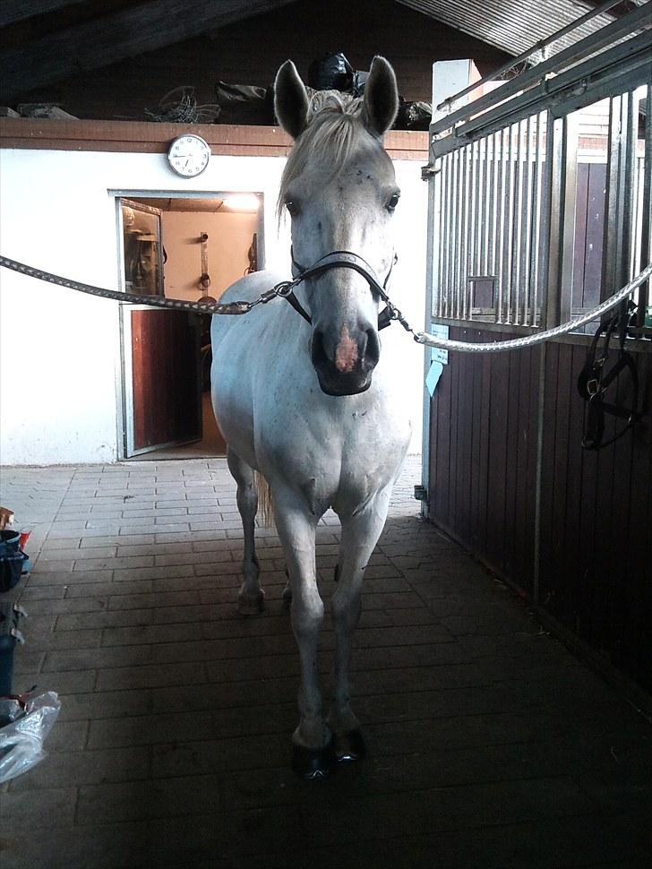 Anden særlig race Silverlea Picasso-gl.part - velkommen til picasso bassens profil <3  billede 1