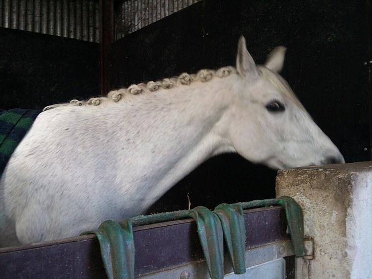 Anden særlig race Silverlea Picasso-gl.part - klar til stævne! april 2010 billede 6