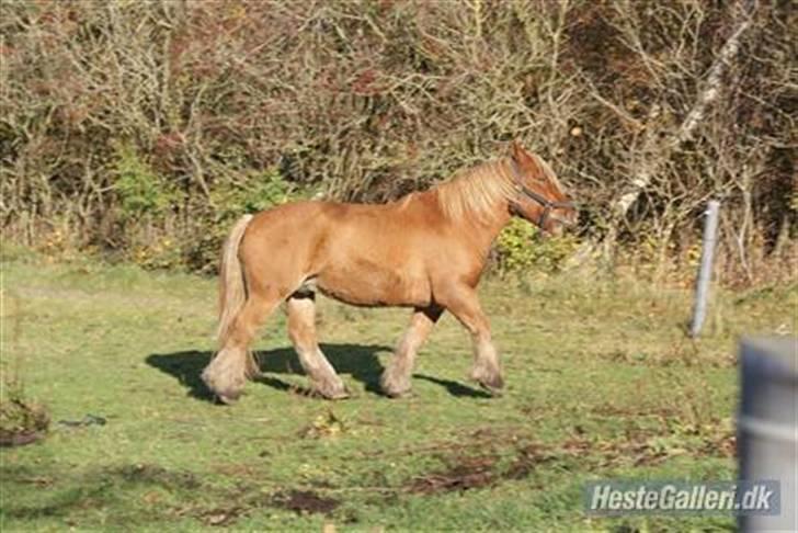 Jyde Anton #solgt# billede 2