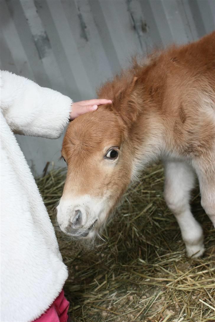 Shetlænder Rekrut af Lilleskov billede 5