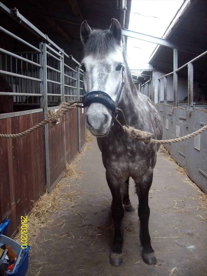 Anden særlig race Silver Moon (part) <3 - utrolig charmerende ;) billede 17