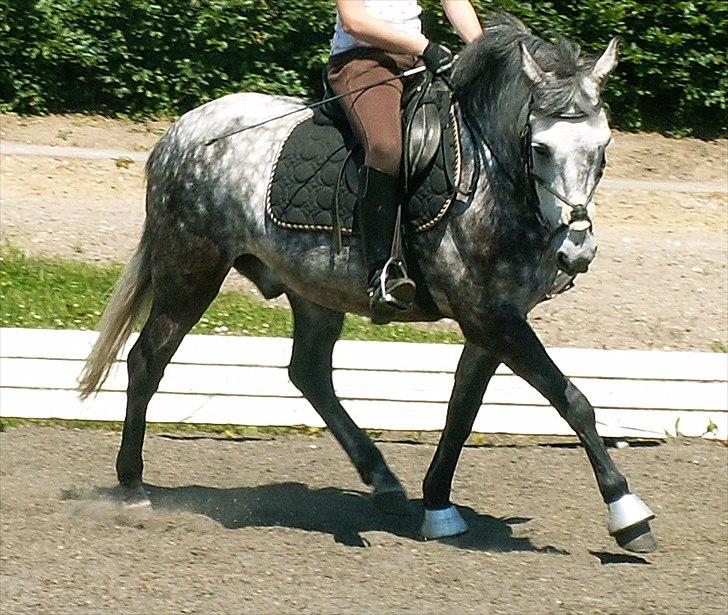 Anden særlig race Silver Moon (part) <3 - fantastisk billede af en fantastisk pony<3 foto: camilla ;)´ . billede 18