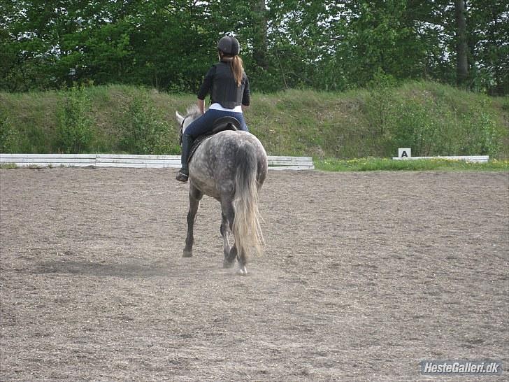Anden særlig race Silver Moon (part) <3 - tak for kigget :D - lig gerne en kommentar og en bedømmelse <3 foto: caroline billede 20
