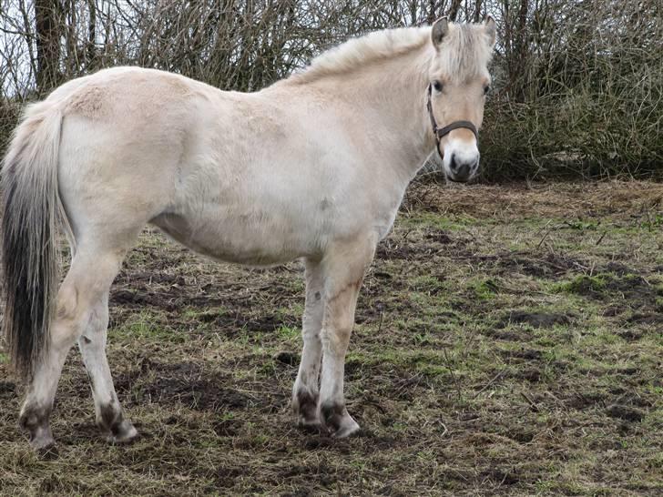 Fjordhest Sofia billede 1
