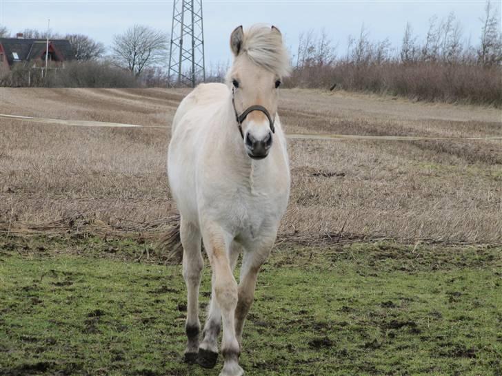 Fjordhest Sofia billede 2