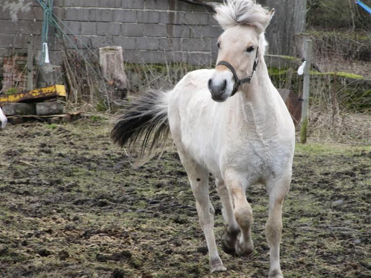 Fjordhest Sofia billede 3